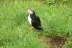 PICTURES/PUFFINS - Helmaey Island/t_PUFF (1).JPG
